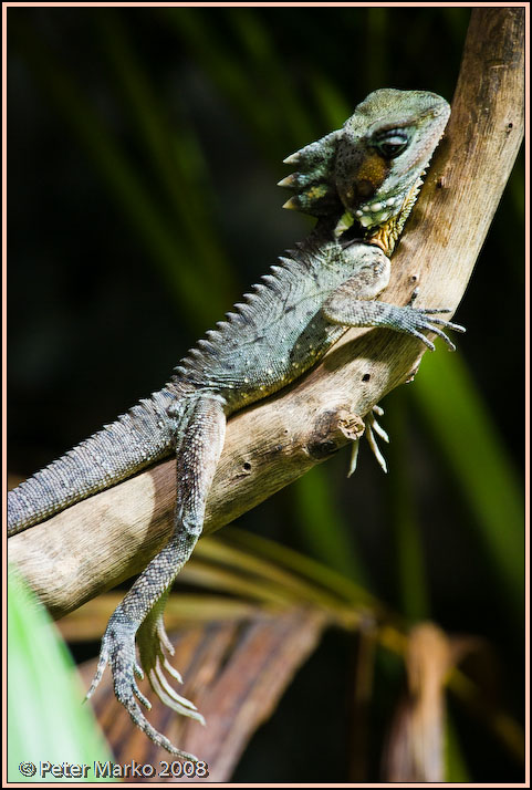 WV8X8353.jpg - Australian reptiles, Sydney, Australia.